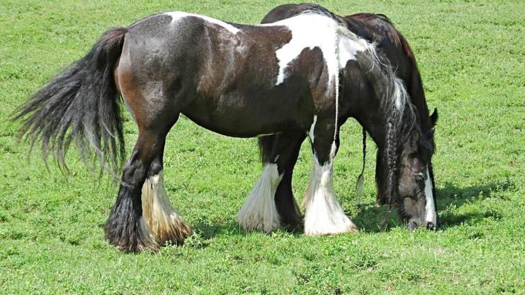 Gypsy Horse For Sale